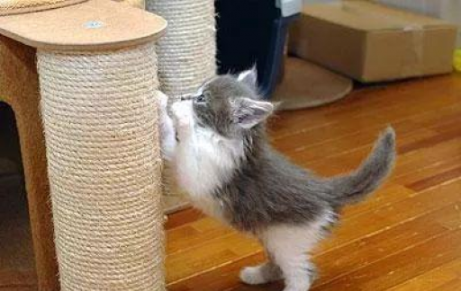猫咪乱拉怎么办