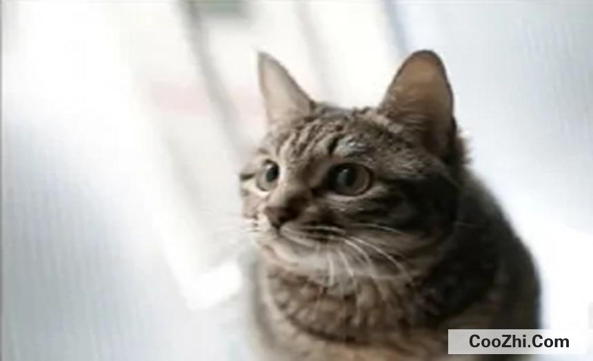 猫的情绪该如何识别