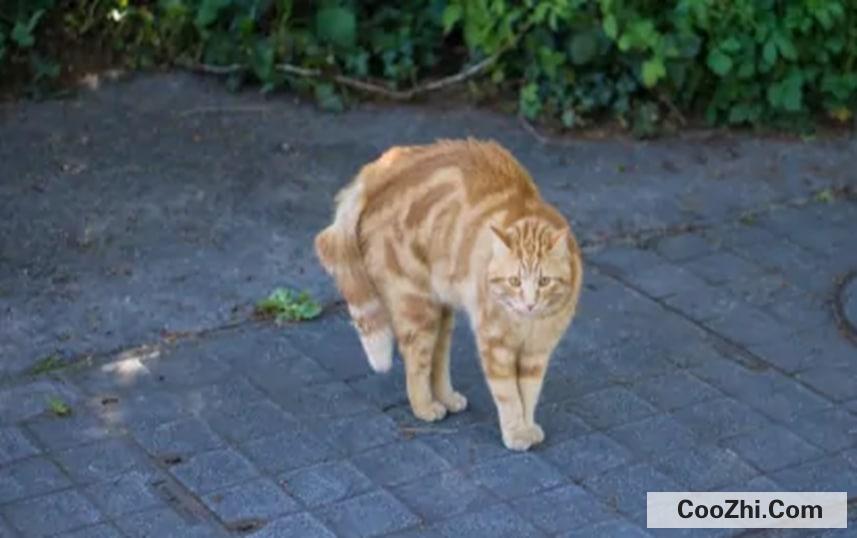 猫的情绪该如何识别