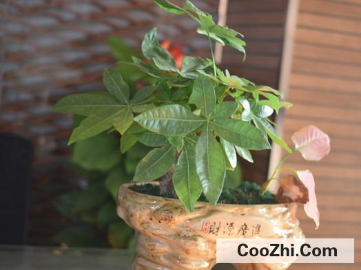 阳台适合种植什么盆栽