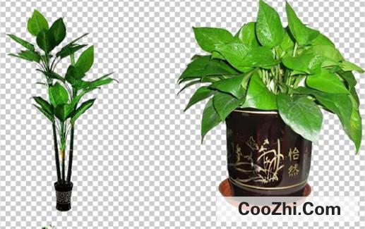 阳台适合种植什么盆栽