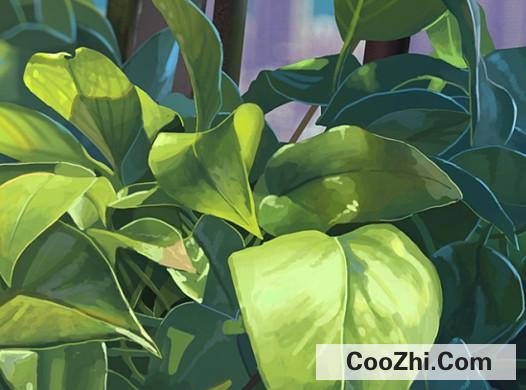 阳台适合种植什么盆栽