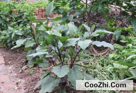 茄苗移植有哪些方法
