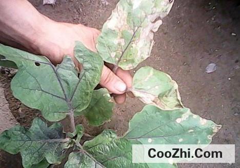 茄苗移植有哪些方法