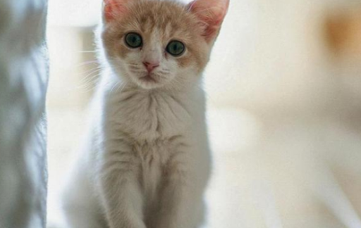如何给猫咪快速增肥
