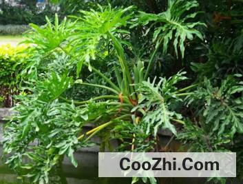 养春雨植物有哪些注意事项