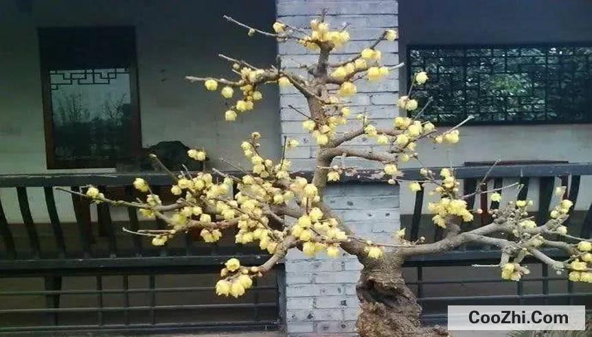 该如何修剪腊梅树