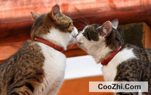 如何判断猫咪是否发情