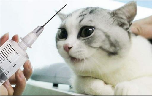 猫咪什么时候打疫苗