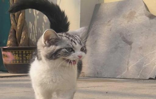 猫咪应该怎么溜