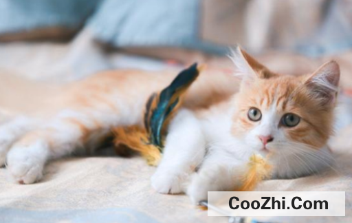 如何判断猫咪是否发情