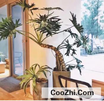 养春雨植物有哪些注意事项