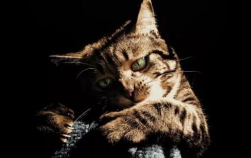 如何预防猫咪得抑郁症