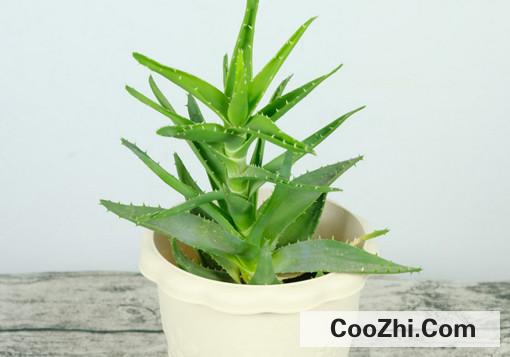 芦荟干瘪卷叶如何修复