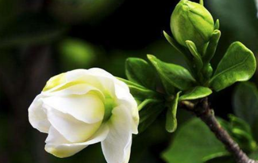 栀子花该如何养