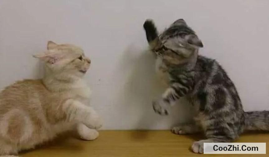 如何处理猫咪打架