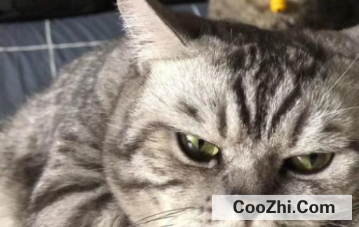 如何判断猫咪是否发情