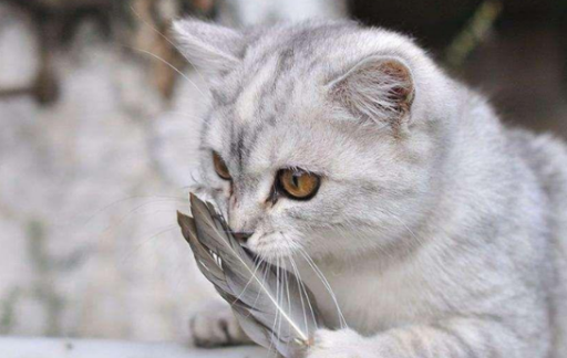 如何给猫咪选择一款合适的猫粮