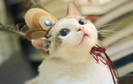 猫咪跑丢了怎么找回