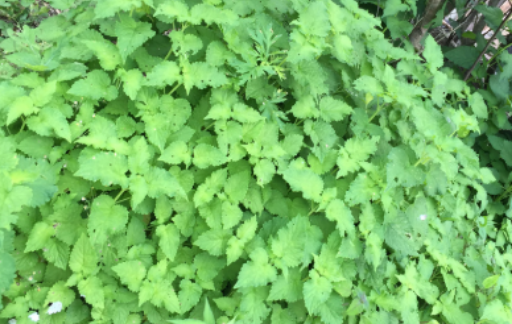 种植藿香需要注意什么