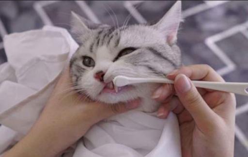 猫咪口臭如何解决