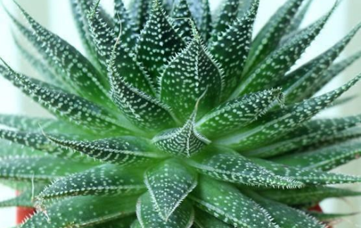 芦荟养殖和浇水方法