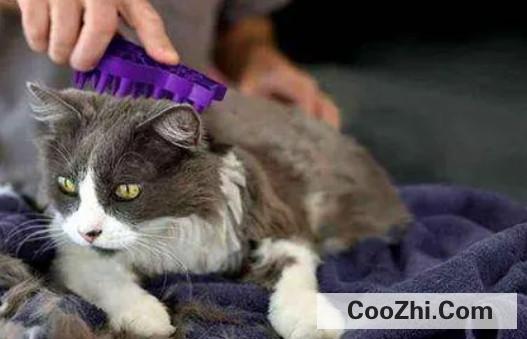 猫咪掉毛太严重怎么办