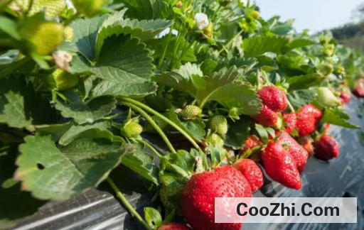 草莓种植都需要注意什么?