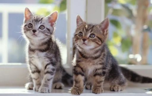 猫咪多久洗一次澡是最合适的呢？