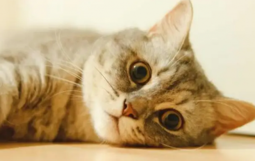 猫咪真的会生气吗