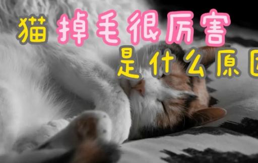 猫咪掉毛太严重怎么办