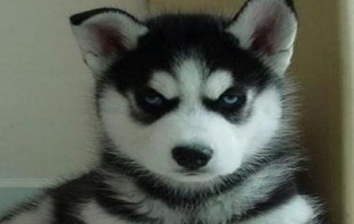 喂养幼犬需要注意什么事项