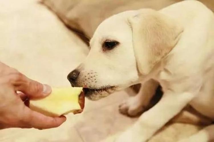 喂养幼犬需要注意什么事项