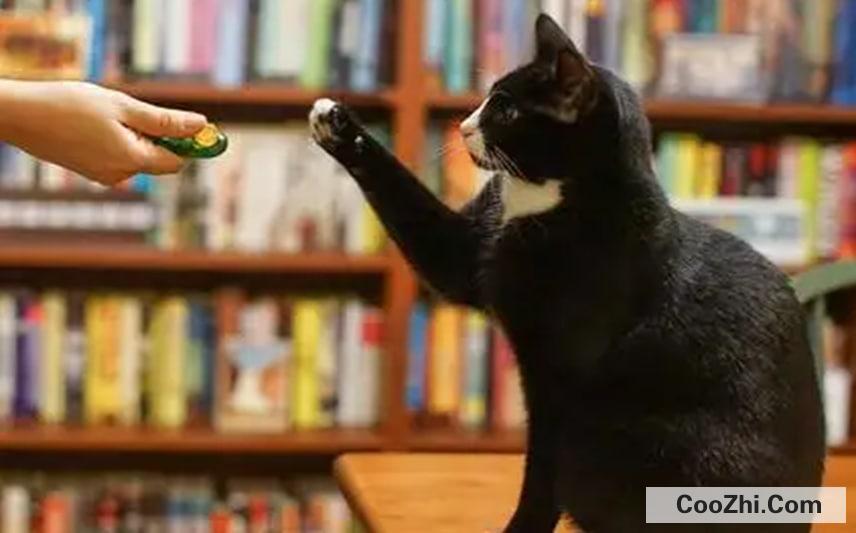 怎么训练猫咪最好