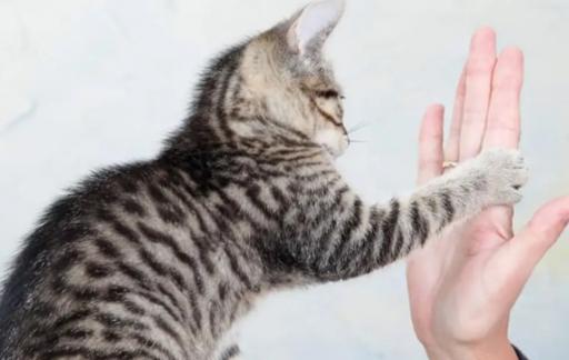 怎么训练猫咪最好