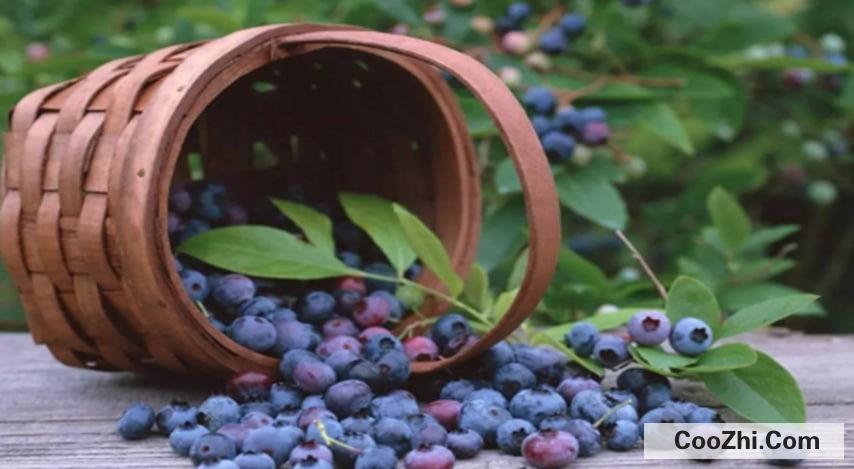 蓝莓越小花青素真的越多吗