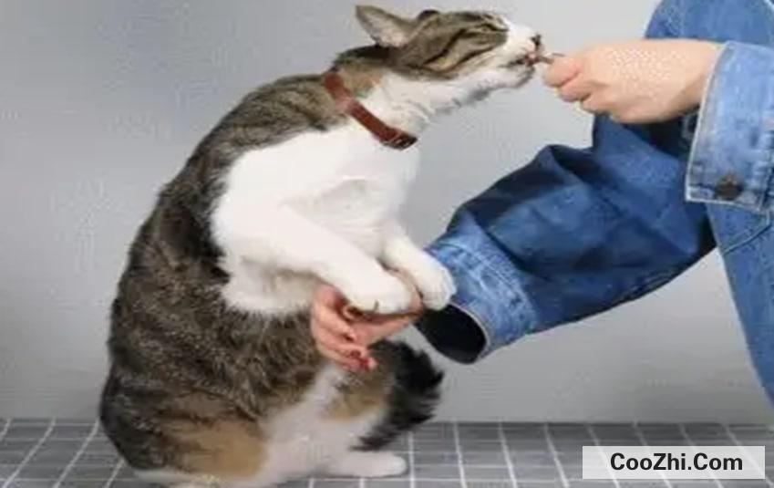 怎么训练猫咪最好