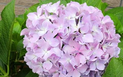 绣球花怎样才能养的好