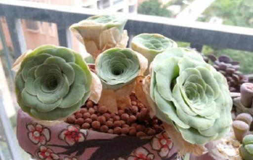 山地玫瑰多肉植物如何养殖