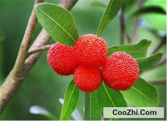 杨梅的营养价值是怎样的