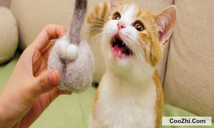 如何训练猫咪