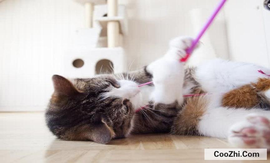 如何训练猫咪