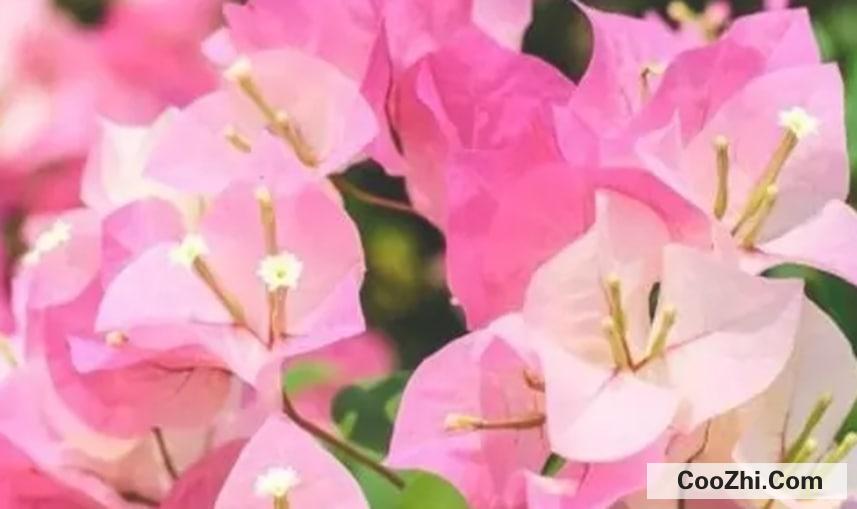 三角梅春天不发芽要怎么办呢