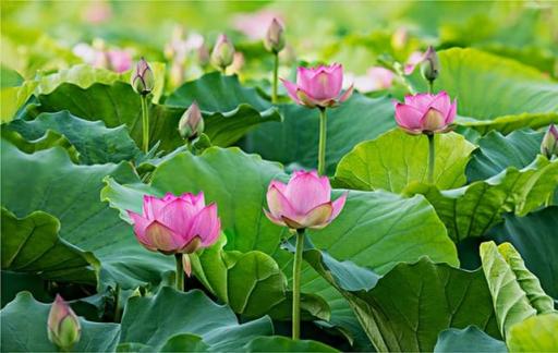 水缸里适合养什么植物呢