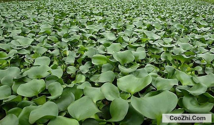 水缸里适合养什么植物呢