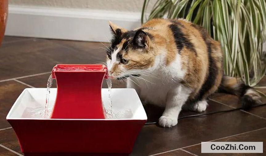 怎么引导猫咪喝水