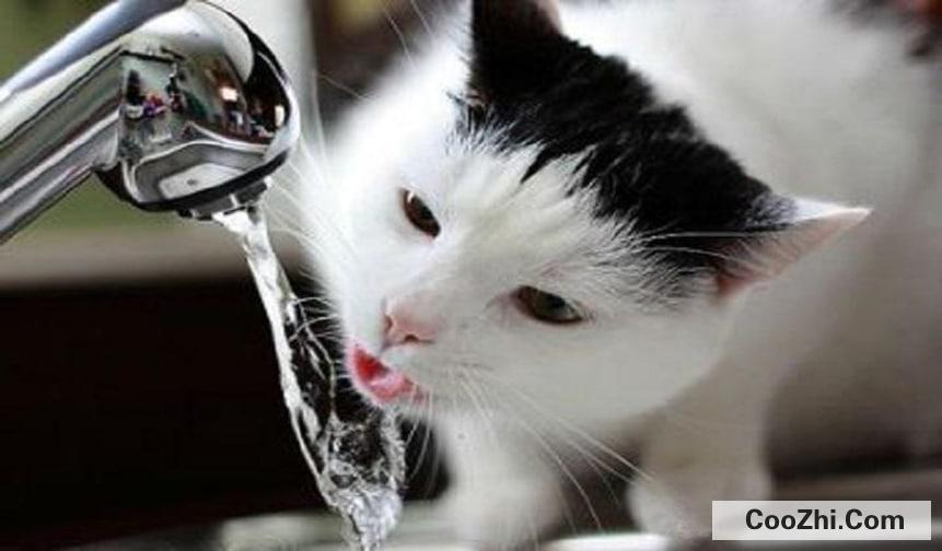 怎么引导猫咪喝水