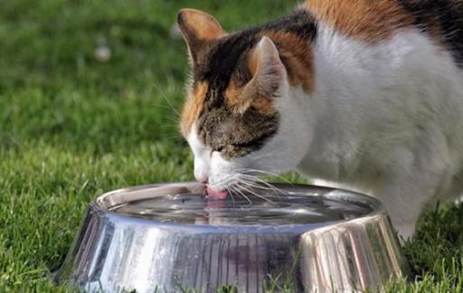 怎么引导猫咪喝水