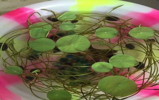 睡莲根茎的种植方法是怎么样的