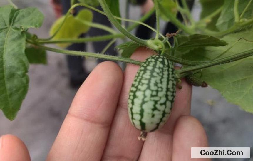 拇指西瓜的种子在阳台的栽种方式